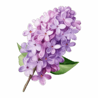 Parfum pour bougie Lilas