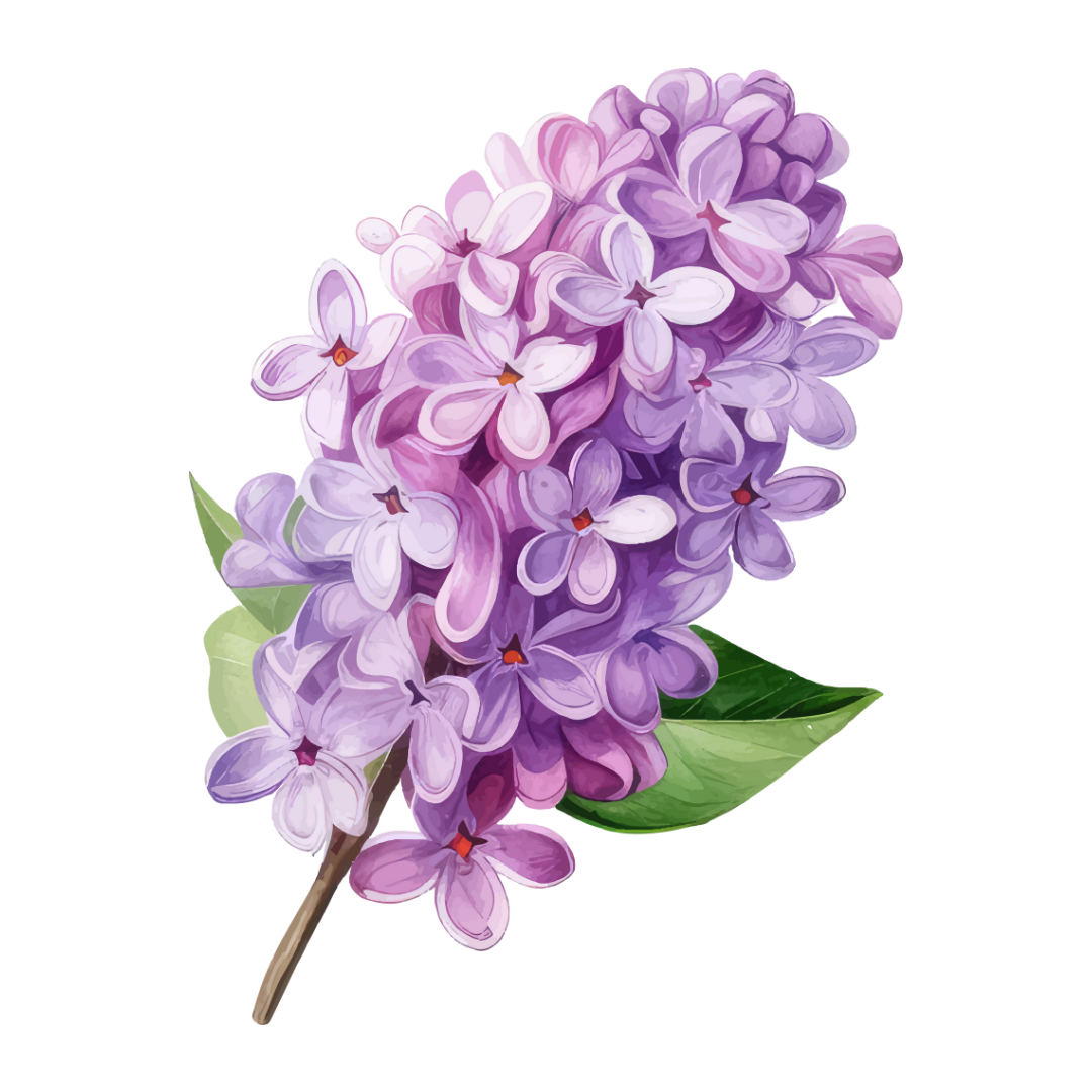 Parfum pour bougie Lilas