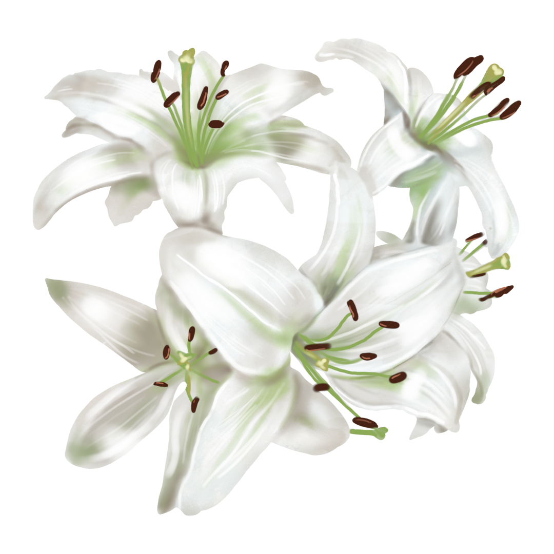 Lys blanc