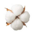 Fleur de coton