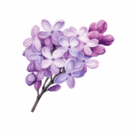 Lilas