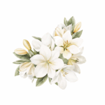 Lys Blanc