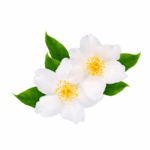 Jasmin