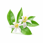 Fleur d'oranger