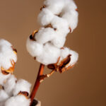 Fleur coton