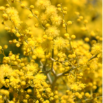 Mimosa